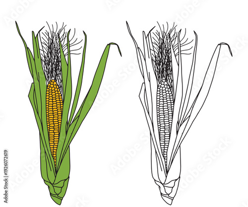 Set of color and monochrome corn, vector drawing icon.