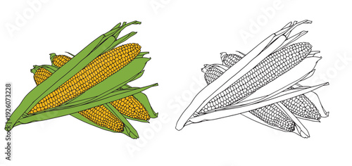 Set of color and monochrome corn, vector drawing icon.