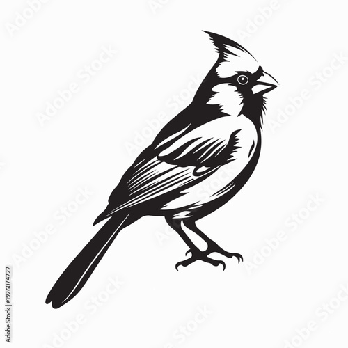 Kingfisher Bird Vector Illustration Detailed Wildlife Nature Design