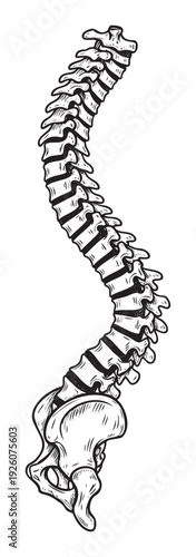 Anatomical representation of the human spinal column with a distinct curvature including the pelvis, serving as a valuable resource for medical education, chiropractic care, and wellness