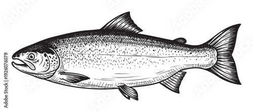 Detailed black and white sketch of a freshwater fish with speckled scales and fins suitable for fishing sport publications or aquatic life educational materials