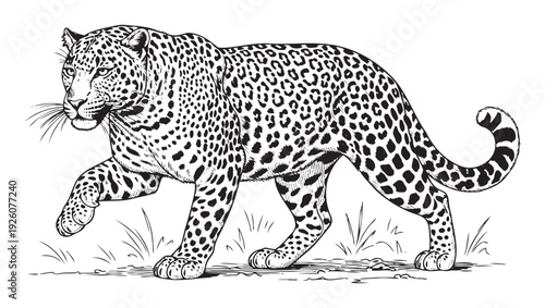 A majestic leopard walks gracefully, its distinctive spotted fur rendered in bold black and white lines, perfect for wildlife education, naturethemed publications, or captivating apparel.