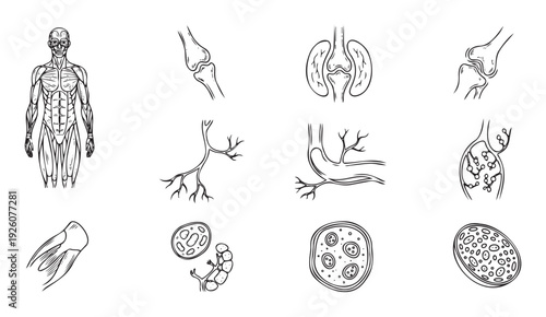 Comprehensive collection of human anatomy and biology line drawings featuring muscular system, bones, organs, and cells, ideal for medical education and scientific research applications.