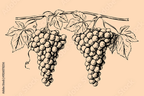 Classic Hand-Drawn Etching of Summer Vineyard Grapes. Victorian Herbarium Style Illustration for Nature Journals and Fine Art Print Decor. Exquisite engraving art of lush grape clusters with leaves.