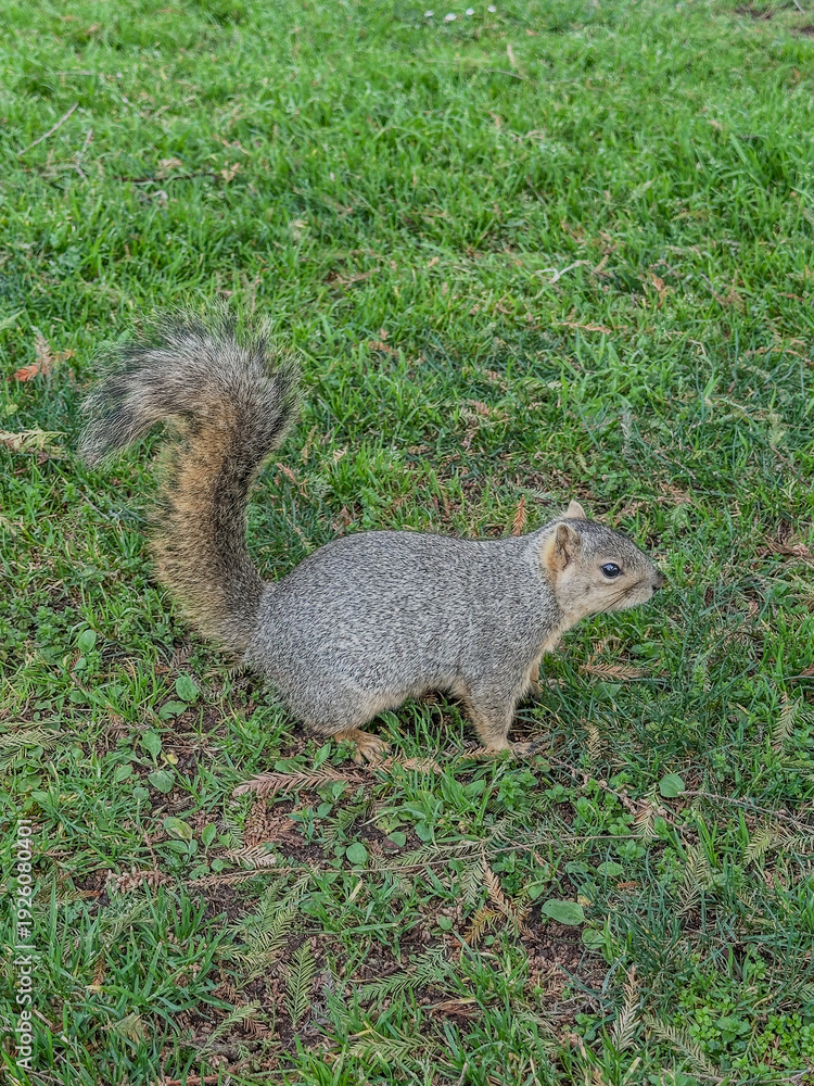 Fototapeta premium squirrel in the park