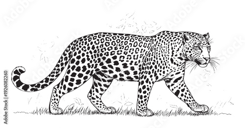 Dynamic big cat graphic featuring a spotted leopard with detailed fur markings perfect for animal advocacy posters jungle adventure merchandise and nature study guides