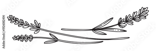 Black outline drawing of delicate lavender floral branches, perfect for aromatherapy product packaging, herbal tea labels, or elegant wedding invitations and botanical themed branding.
