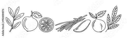 Outline drawing of fresh lemons with leafy branches and culinary herbs like chives and garlic, perfect for food preparation, cooking, and healthy eating related content.