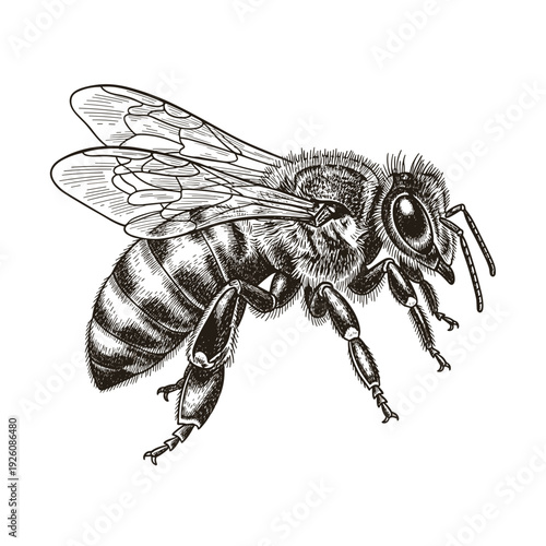 Realistic Black and White Illustration of a Honey Bee