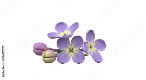 Wallpaper Mural Close-up of Blooming Purple Lilac Flowers and Buds Torontodigital.ca