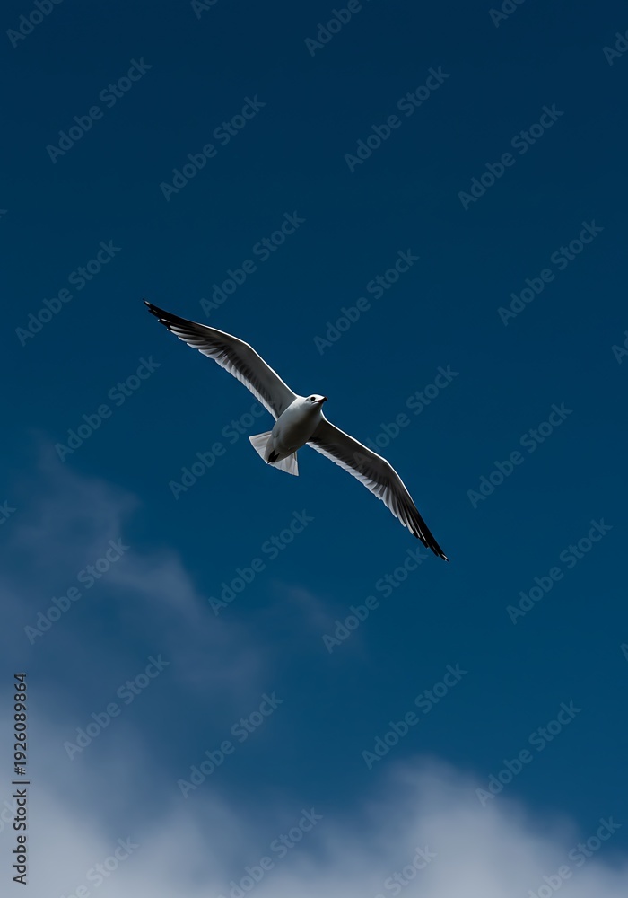 Fototapeta premium Azure Acrobat