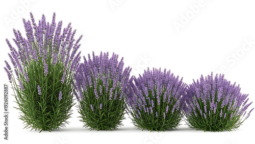 Four lavender plants of varying sizes on white background