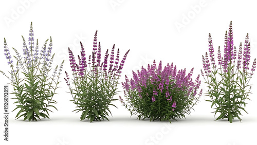 Four flowering plants with purple and lavender blooms