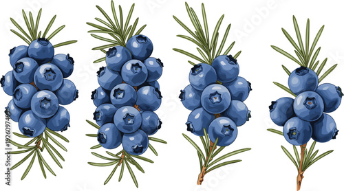 Hand drawn blueberry branches with green leaves, fresh organic berry clusters isolated botanical illustration on white background for packaging design