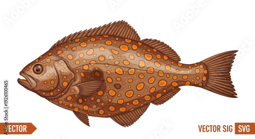 Illustration of a flatfish with orange spots on a white background