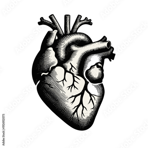 Anatomical Human Heart Detailed Engraving Illustration. Vintage Woodcut Style Medical Diagram of Organ with Blood Vessels.