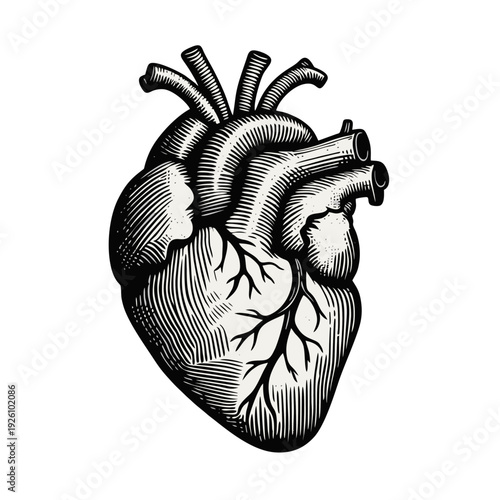 Human Anatomical Heart Woodcut Illustration - Detailed Vintage Medical Drawing of Cardiovascular Organ