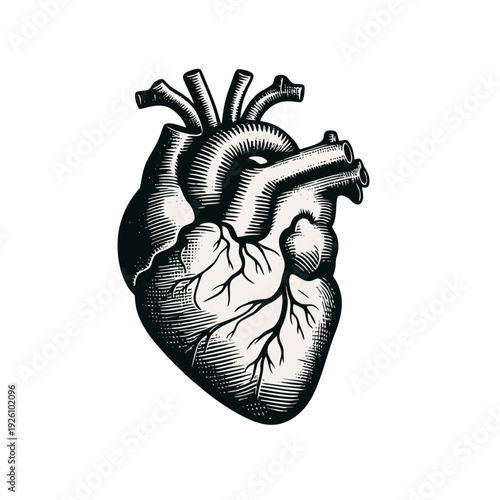 Detailed Human Anatomical Heart Engraving Illustration