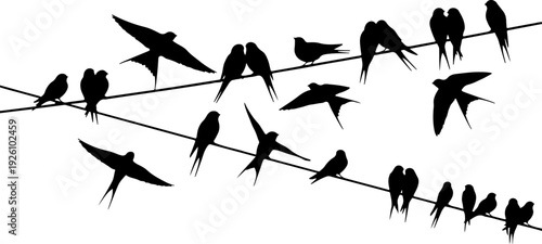 Black Birds Silhouette on Wire Composition Silhouette Vector