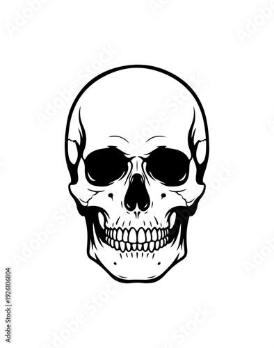 Detailed human skull illustration in black and white