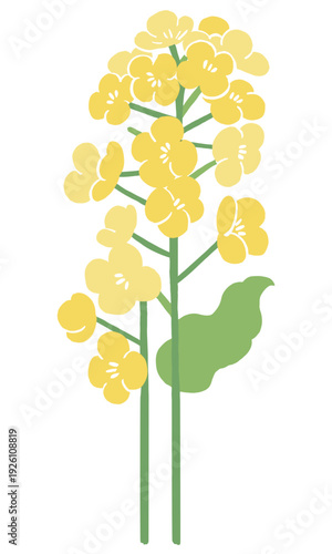 Vector illustration of rapeseed flowers (nanohana) | Spring flower art