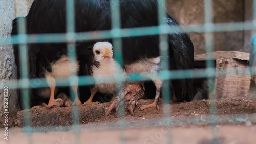 a mother hen brooding her newly hatched chicks.