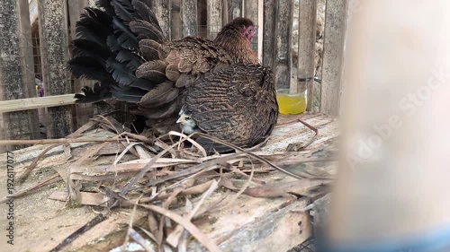 a mother hen brooding her newly hatched chicks.