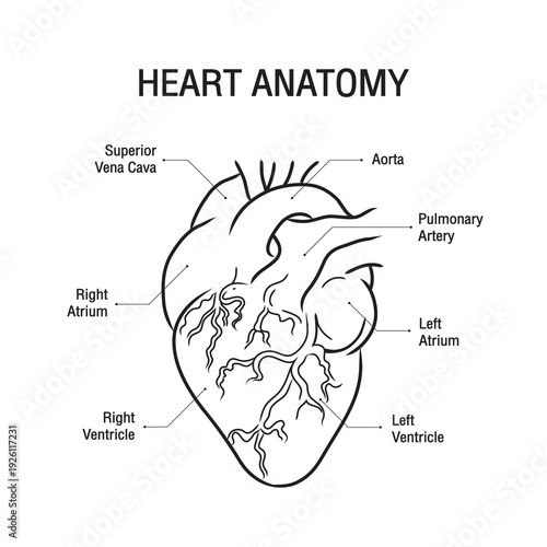 Heart anatomy cross-section vector.