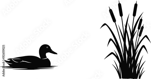 Black silhouette of a duck swimming on water near pond reeds and cattails isolated on a white background for nature and hunting design
