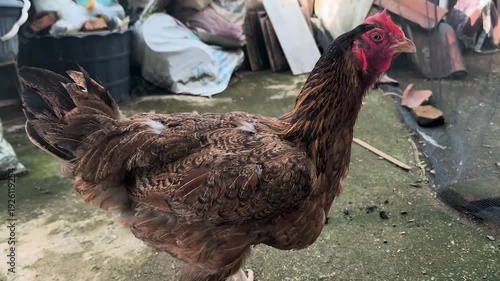a very large broiler chicken