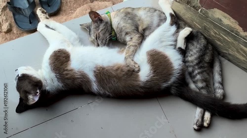 two domestic cats, sleeping while cuddling, Felis catus