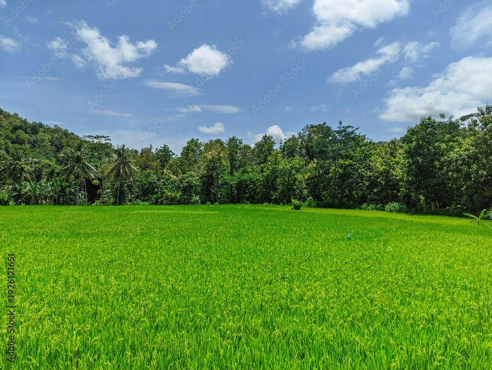 Fototapeta premium A stunning panoramic view of a lush green rice field under a bright blue sky, surrounded by a dense tropical forest. This landscape captures traditional indonesian agriculture and the natural beauty