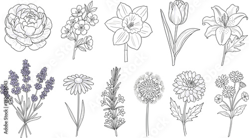 Hand Drawn Floral Outline Collection with Peony, Lily, Lavender and Wildflowers Botanical Line Art Vector Illustration Set

Keywords: