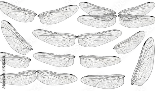Detailed realistic dragonfly wings illustration set with intricate vein patterns isolated on white background vector design