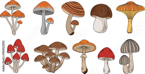 Various Mushroom Illustrations Set for Nature, Botanical, and Seasonal Designs