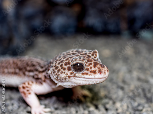 Photos ヒョウモントカゲモドキ