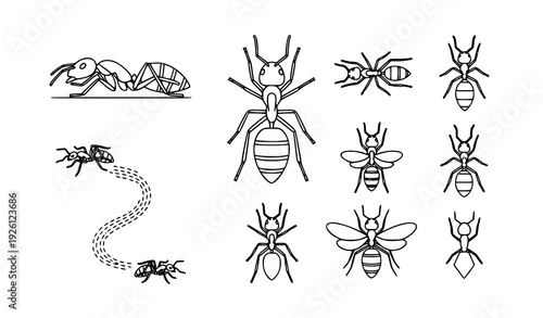 SEO Title
Minimal Ant Outline Vector Icon Set with Scientific Insect Line Art Clipart Isolated Design