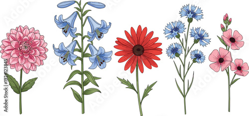 Colorful Wildflower Collection Featuring Dahlia, Bluebell, Gerbera Daisy, Cornflower and Pink Anemone Botanical Vector Illustration