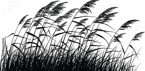 Silhouette of tall wild grass blowing in the wind, reed meadow field landscape isolated on white background, nature vector illustration, cad drawing flat vector illustration