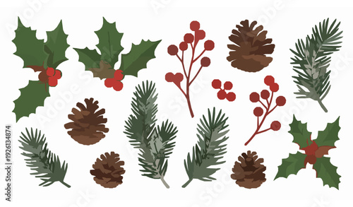 Winter botanical vector set with holly pine branches berries and pinecones isolated on white background for Christmas design