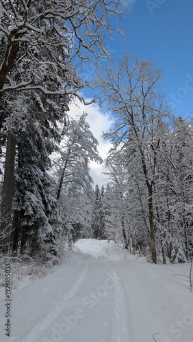 road in winter forest