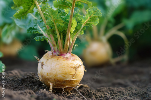 A turnip with green leaves growing in a garden with dark soil