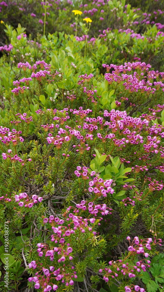 Obraz premium Pink alpine wildflowers blooming in Mount Rainier National Park