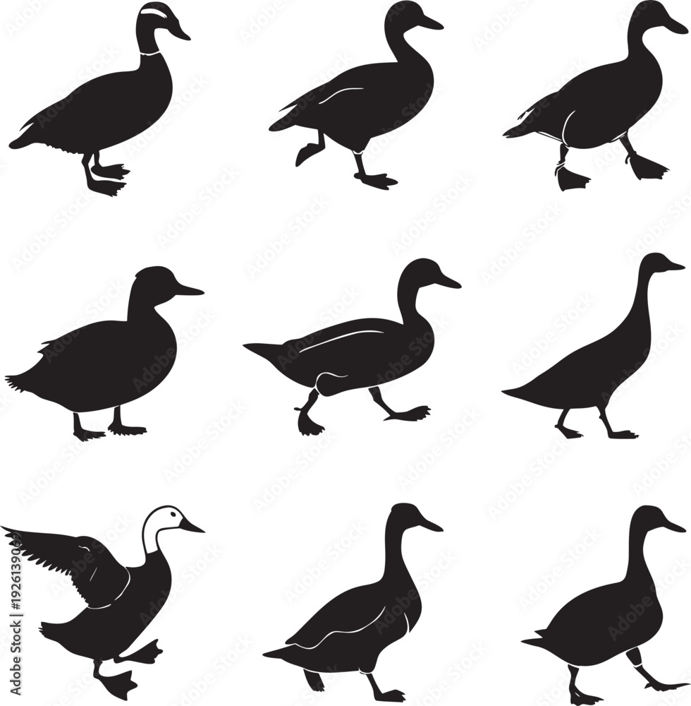 Fototapeta premium set of ducks