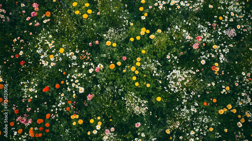 A beautiful floral scene featuring colorful and delicate flowers in a natural setting