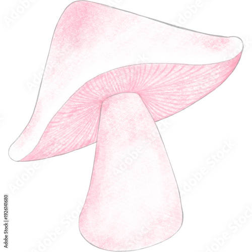 A beautiful pink mushroom and a delicate white calla lily bloom are isolated on a white background, showcasing the floral beauty of nature in a macro blossom
