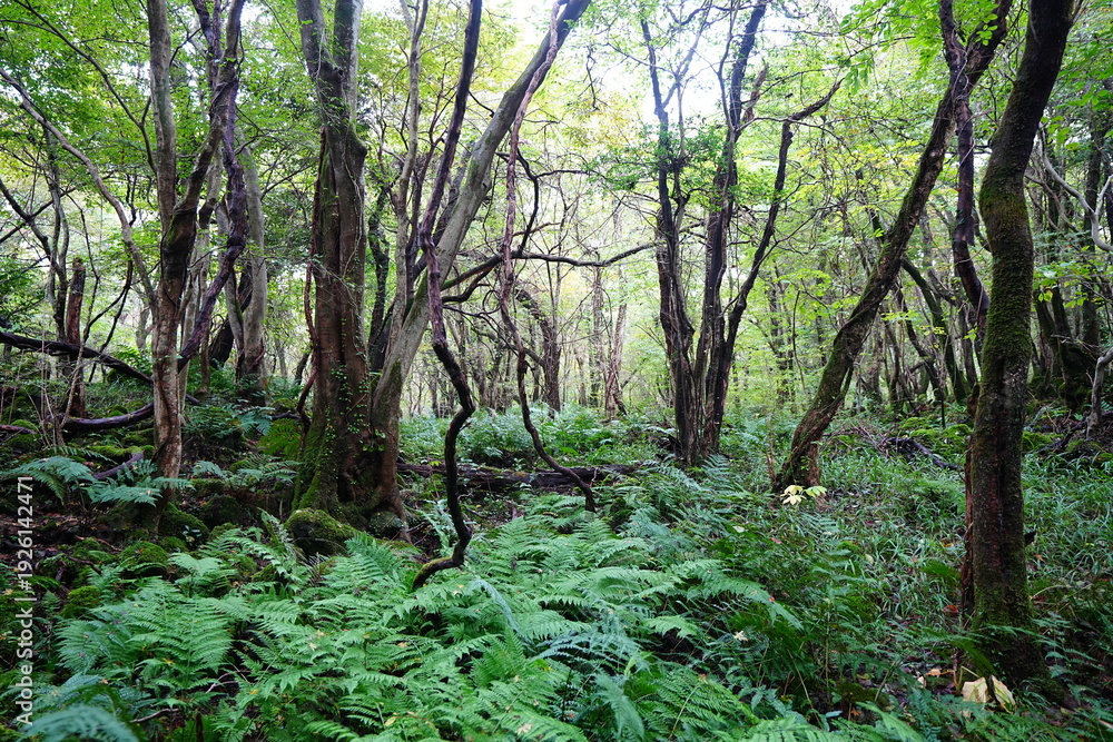 Fototapeta premium dense wild forest with ferns and old trees