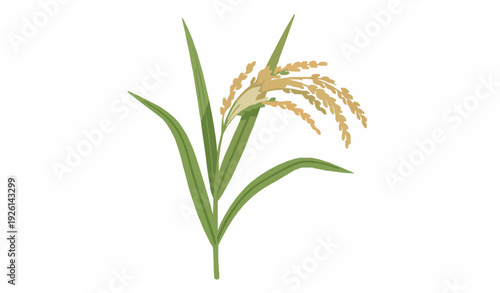 Mature rice plant flat vector agricultural crop illustration isolated