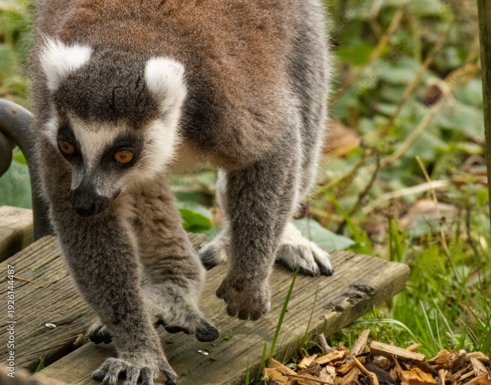 Fototapeta premium Maki catta