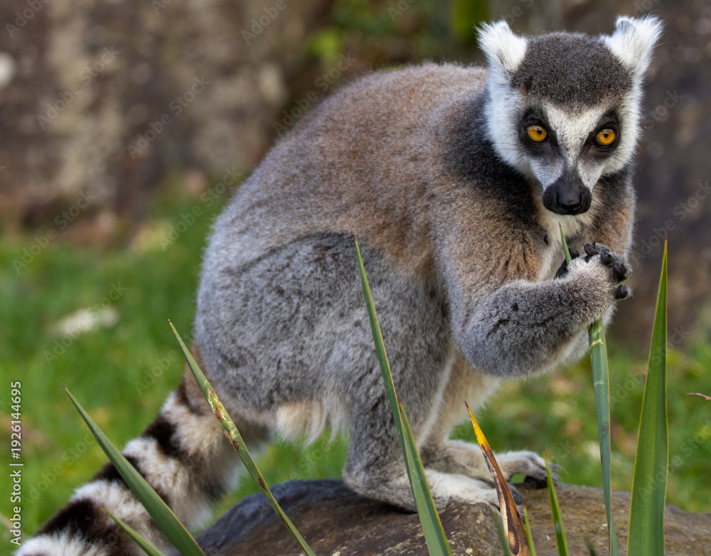 Fototapeta premium Maki catta